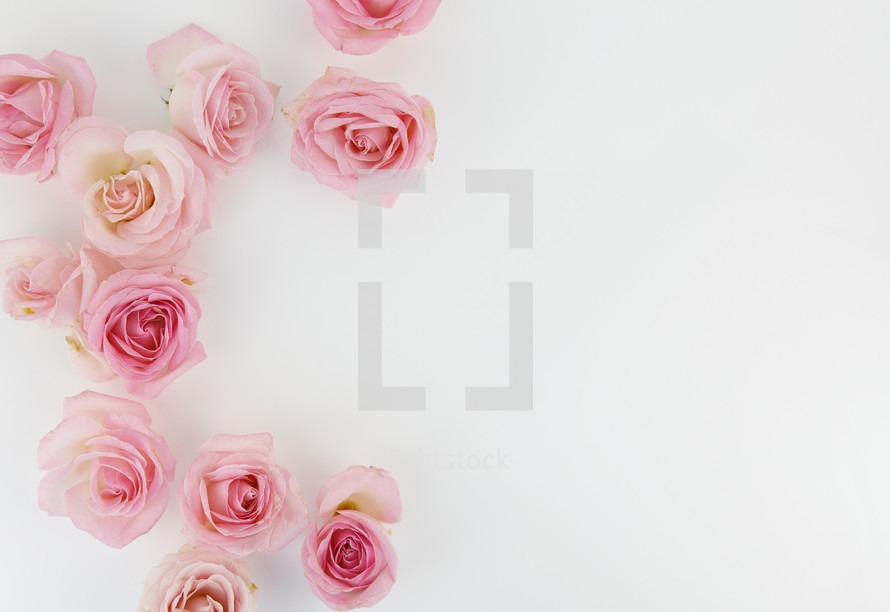 border of pink roses on a white background 