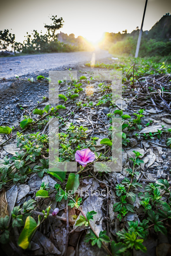 Sunrise over a dirt road with flowers.