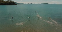 Seabirds Flying Over The Beach In Guanacaste, Costa Rica - aerial drone shot	