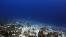 Manta Ray over the Coral Reef - Fakarava, French Polynesia