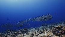 Big Shoal of Humpback Snappers over the Reef - Southern of the Maldives