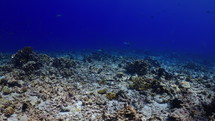 Manta Ray over the Coral Reef - Fakarava, French Polynesia