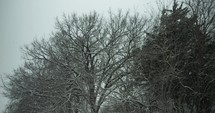 Slow motion snowflakes, snow falls on trees on farmland in cinematic slow motion.