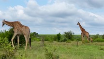 Tall giraffe walking in Kruger National Park grazing and eating grass in South Africa.