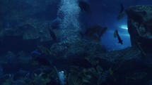 Fish and sea life swim underwater in Dubai aquarium.