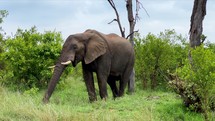 Africa Elephant in bush Kruger National Park grazing eating grass South Africa Big Five wandering wet season spring lush greenery Johannesburg wildlife cinematic slow motion slider to the left motion