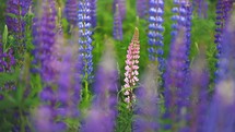 A Pink Lupine Stands Out In A Field Of Lupines