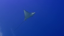 This Eagle Ray in the shallow was filmed underwater in the North of the Maldivian Archipelago.
