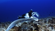 Manta Ray over the Coral Reef - Fakarava, French Polynesia