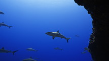 Shoal Of Grey Sharks - Fakarava South Pass