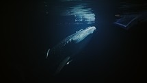 Whale Shark at Night feeding in the light of the boat - Southern of the Maldives