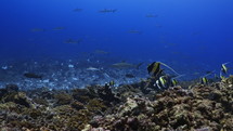 Shoal Of Grey Sharks - Fakarava South Pass