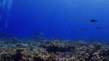 Manta Ray over the Coral Reef - Fakarava, French Polynesia