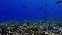 Manta Ray over the Coral Reef - Fakarava, French Polynesia