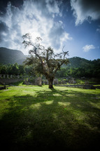 sunlight in the tree at the palace in Haiti