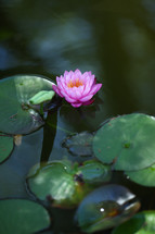 Lilly pad and pink water lilly