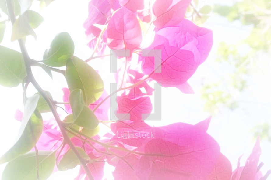 pink bouganvillea branch with soft bright effect