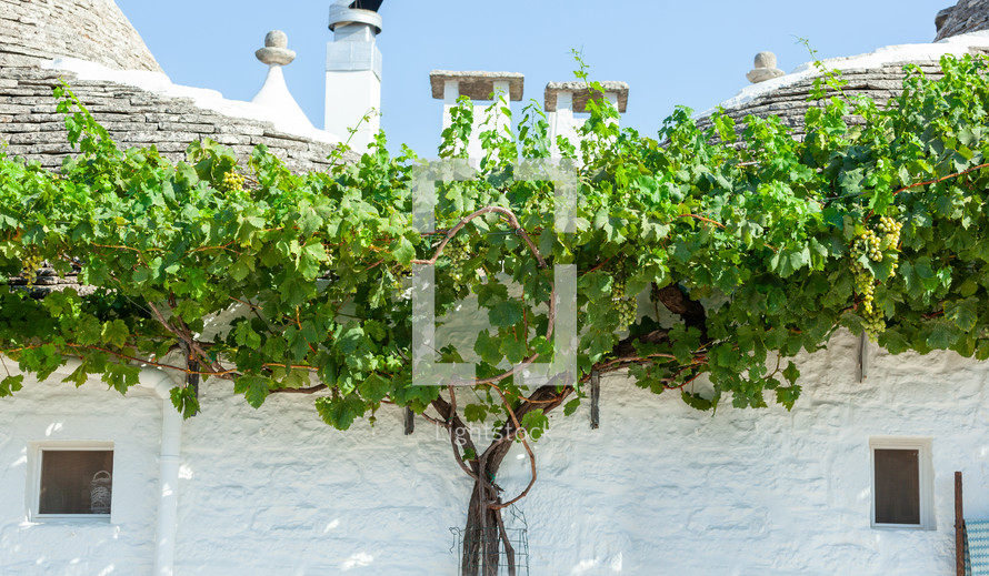 Grapevine is growing over a whitewashed wall, with traditional trulli houses and chimneys visible in the background