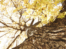 looking up into a tree's branches from close to the trunk, with a sunny glow and vintage effect