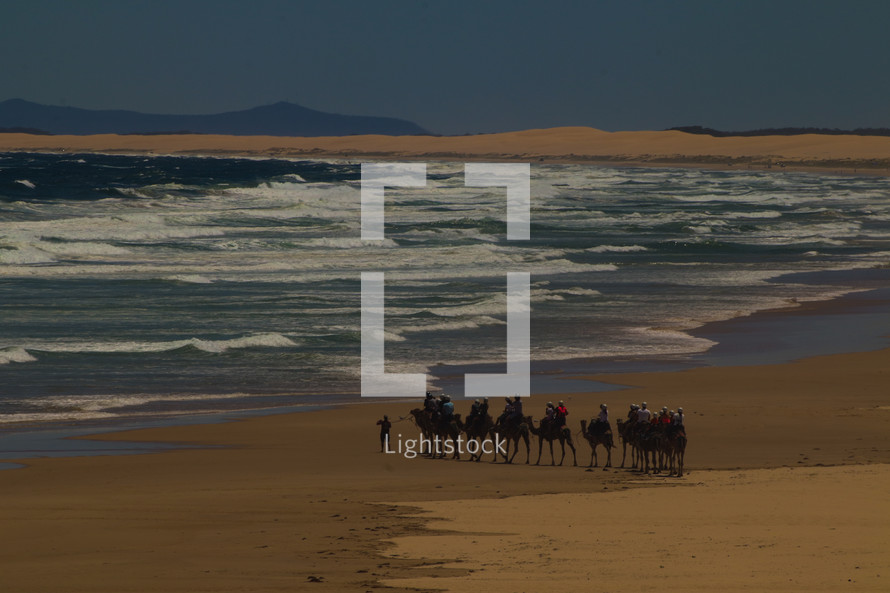 camels in the desert by the red sea 