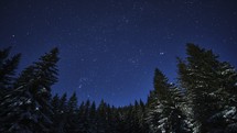 The starry sky above the snow-covered spruce trees. The moonlight illuminates the trees at night