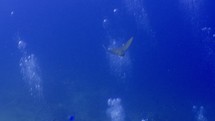 Eagle Ray in the shallow was filmed underwater in the North of the Maldivian Archipelago.