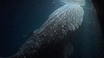 This Whale Shark was filmed underwater in the North of the Maldivian Archipelago.