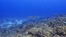 Shoal Of Grey Sharks - Fakarava South Pass