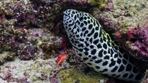 This Spotted Moray was filmed underwater in the North of the Maldivian Archipelago.