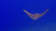 This Eagle Ray in the shallow was filmed underwater in the North of the Maldivian Archipelago.