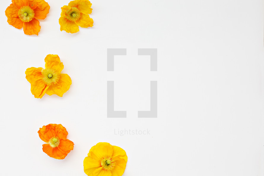 yellow and orange poppies on white 