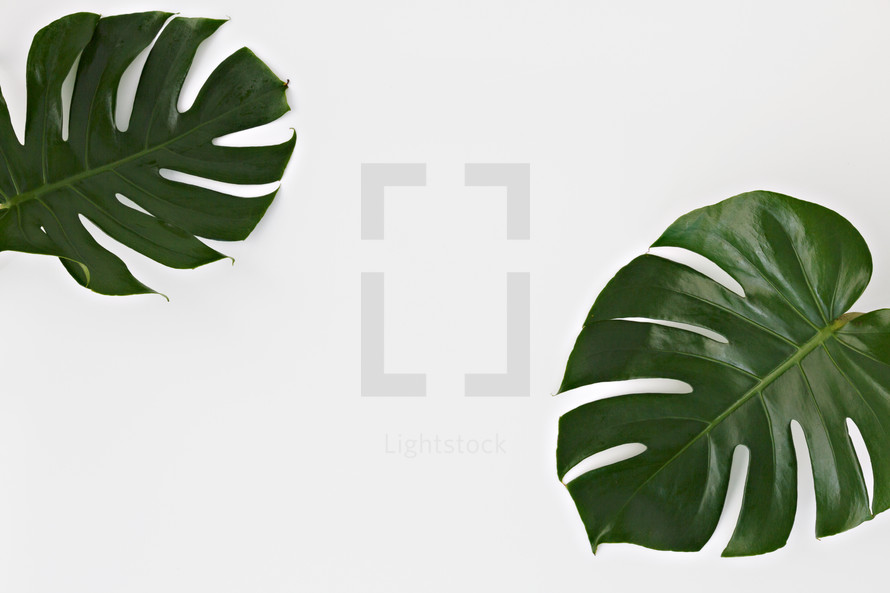 tropical leaves on white 