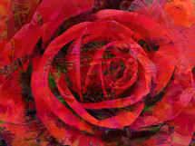 Rose with abstract effect