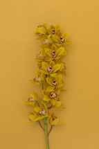 yellow orchids on a yellow background