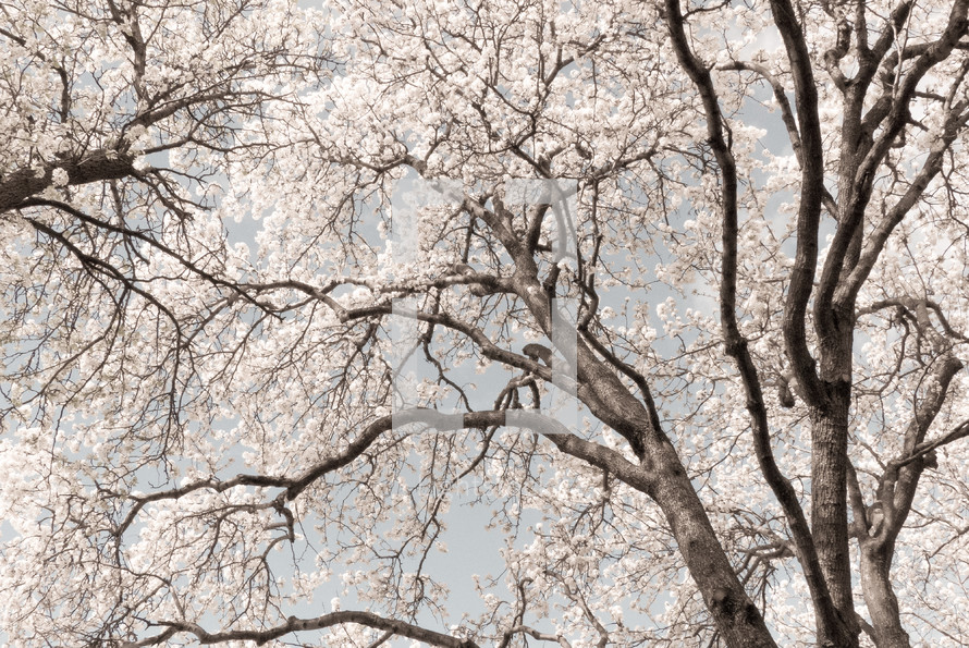spring blossoms on a pear tree with vintage photo effect