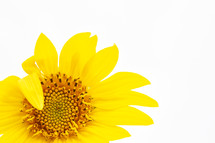 yellow sunflower on white 
