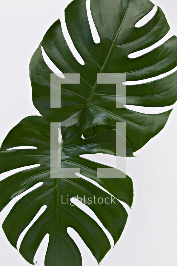 green tropical leaves 