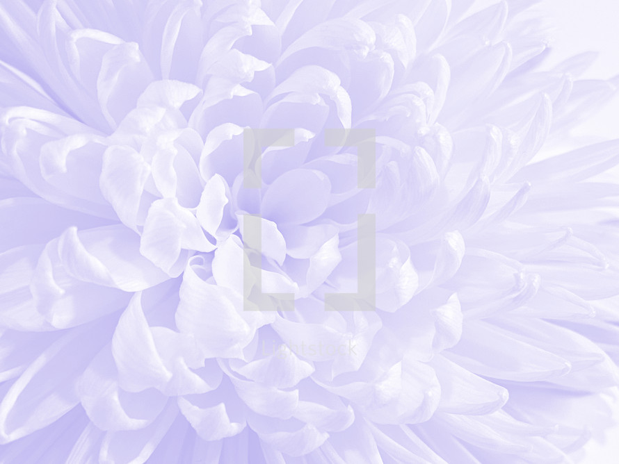 Close up of light purple chrysanthemum bloom