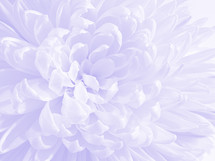 Close up of light purple chrysanthemum bloom