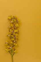 yellow orchids on a yellow background 