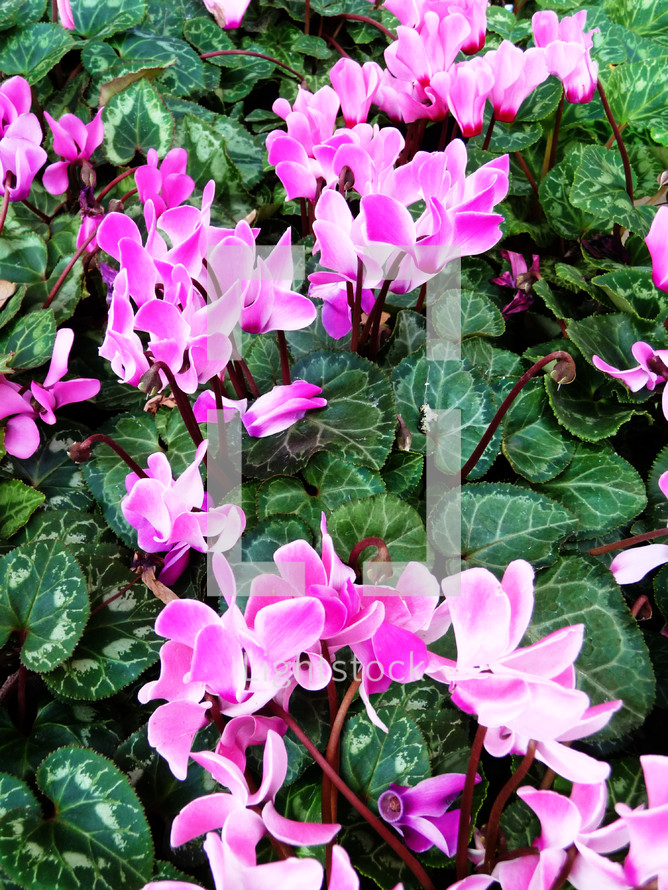 pink flowers and green leaves 