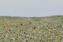 dried flowers in a meadow 