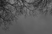 reflection of winter branches against a gloomy sky 