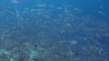 Maldives jackfish 202111