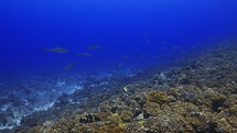 Shoal Of Grey Sharks - Fakarava South Pass