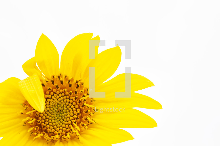 yellow sunflower on white 
