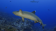 Shoal Of Grey Sharks - Fakarava South Pass