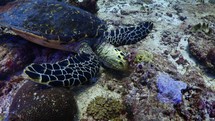 Sea Turtle eating coral on the reef - Shots of the Southern Maldives