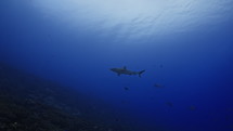 Whitetip reef Sharks on the Coral - Fakarava South Pass