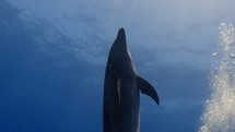 Dolphins in the Blue in the Atoll of Rangiroa in the French Polynesia